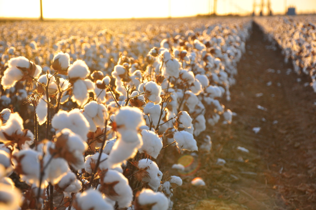 Cotton_field
