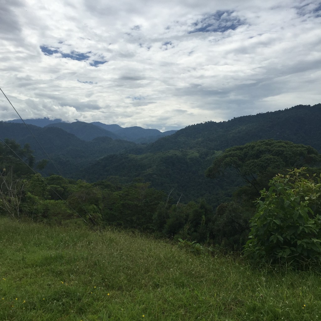 Costa Rica Forest