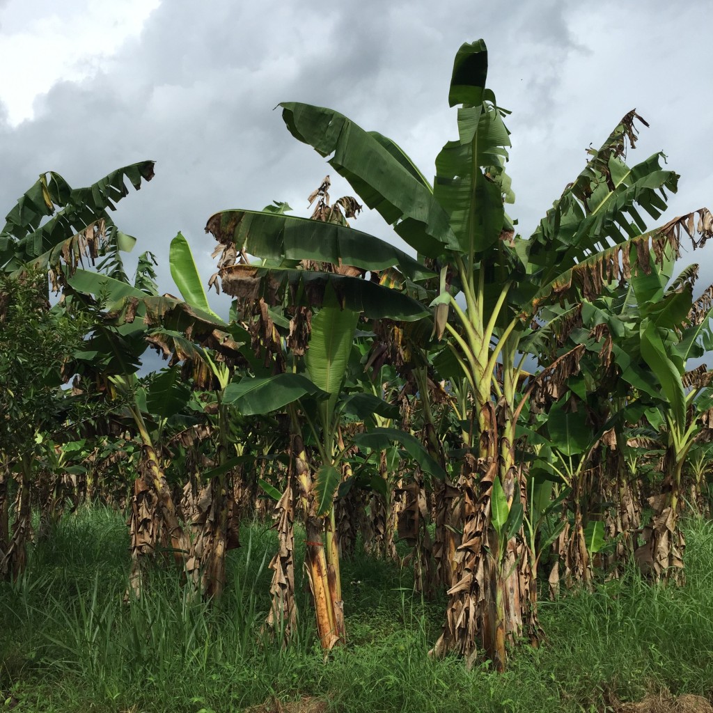 Costa Rica Banana Farm