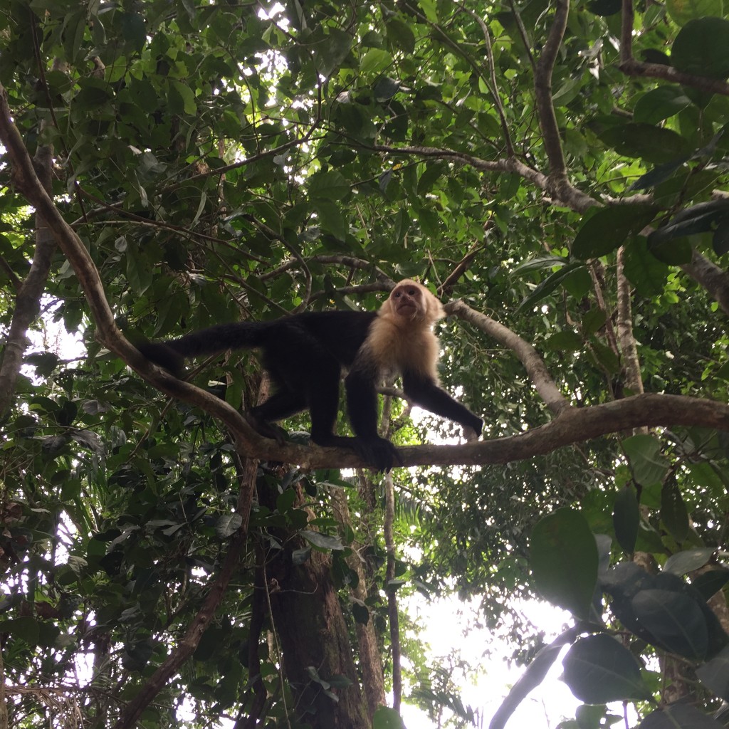 Costa Rica Monkeys